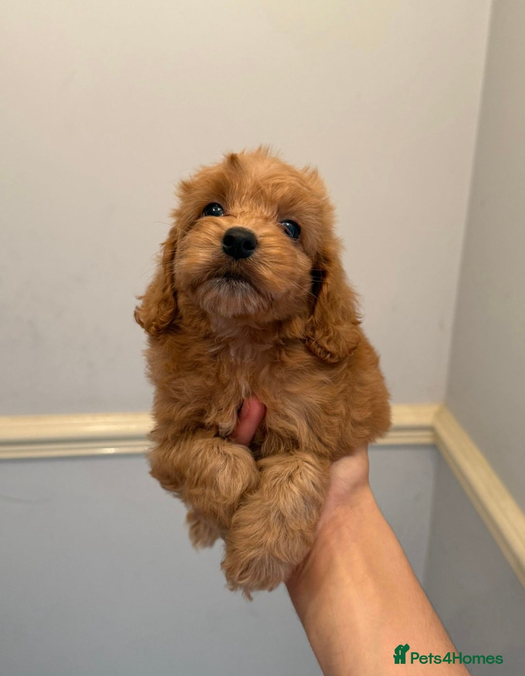 Cockapoo dogs for sale: Toy Cockapoo Puppies  - Image 7