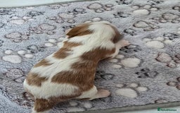Cavalier King Charles Spaniel dogs for sale: Fully health tested included MRI scan  - Image 5