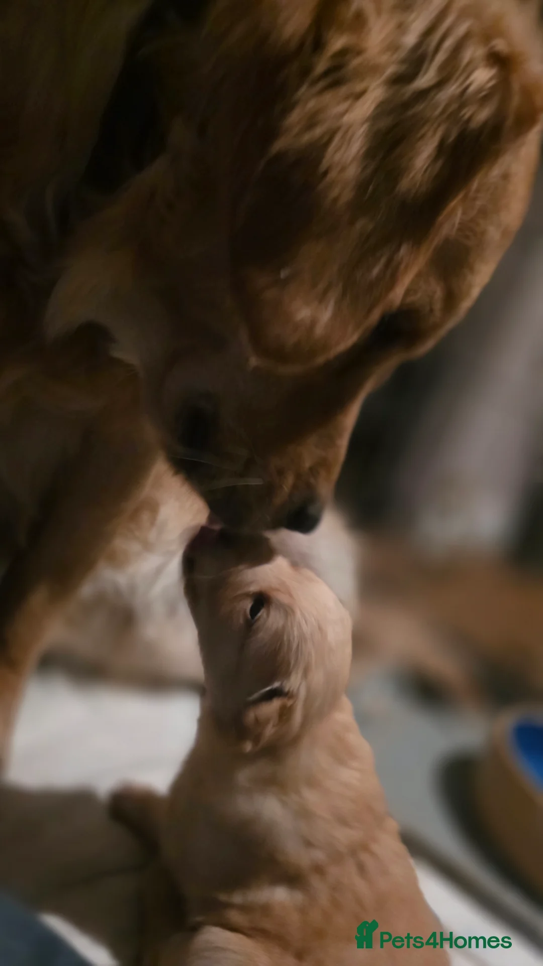 Mixed Breed dogs for sale: Golden shepherds - Advert 2