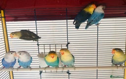 Lovebirds birds for sale: Beautiful lovebirds for sale. - Image 10