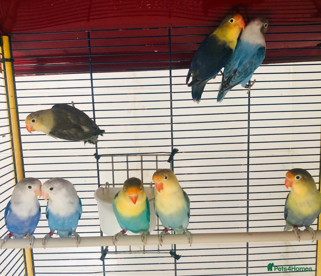 Lovebirds birds for sale: Beautiful lovebirds for sale. - Image 10