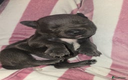 Staffordshire Bull Terrier dogs for sale: Staffordshire bull terrier  - Advert 15