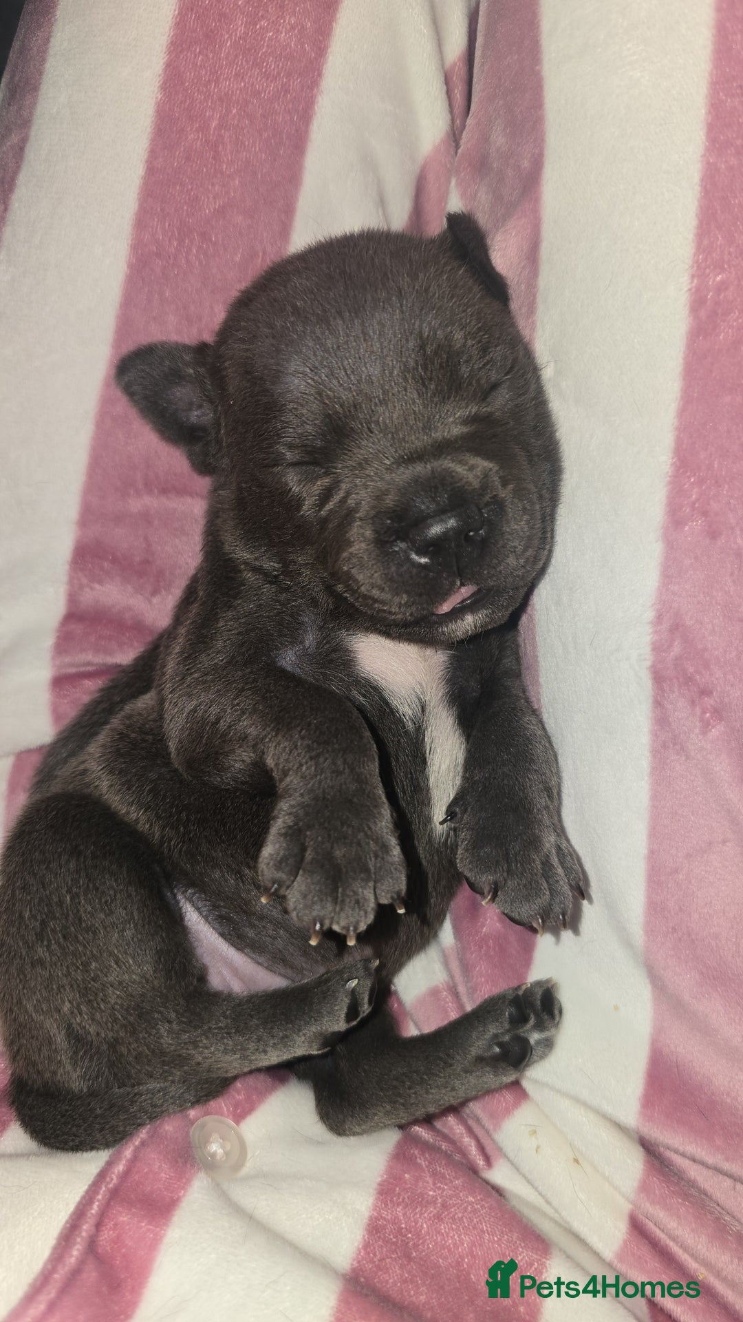 Staffordshire Bull Terrier dogs for sale: Staffordshire bull terrier  - Advert 15