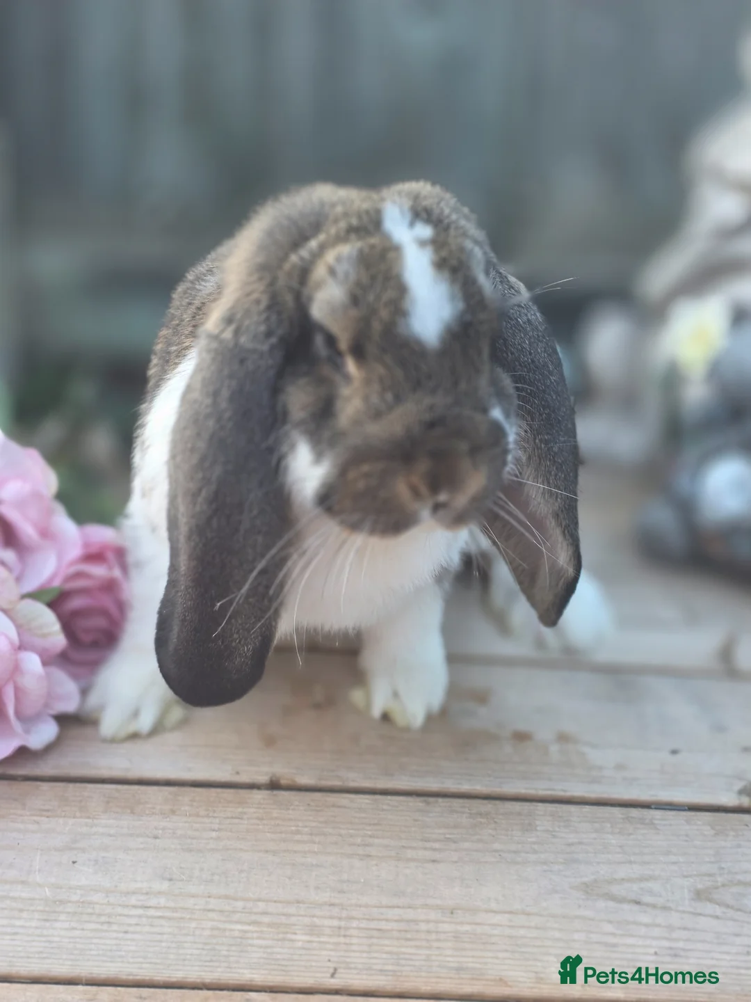French Lop rabbits for sale: Agouti Butterfly Romanian import French Lop Doe - Advert 1