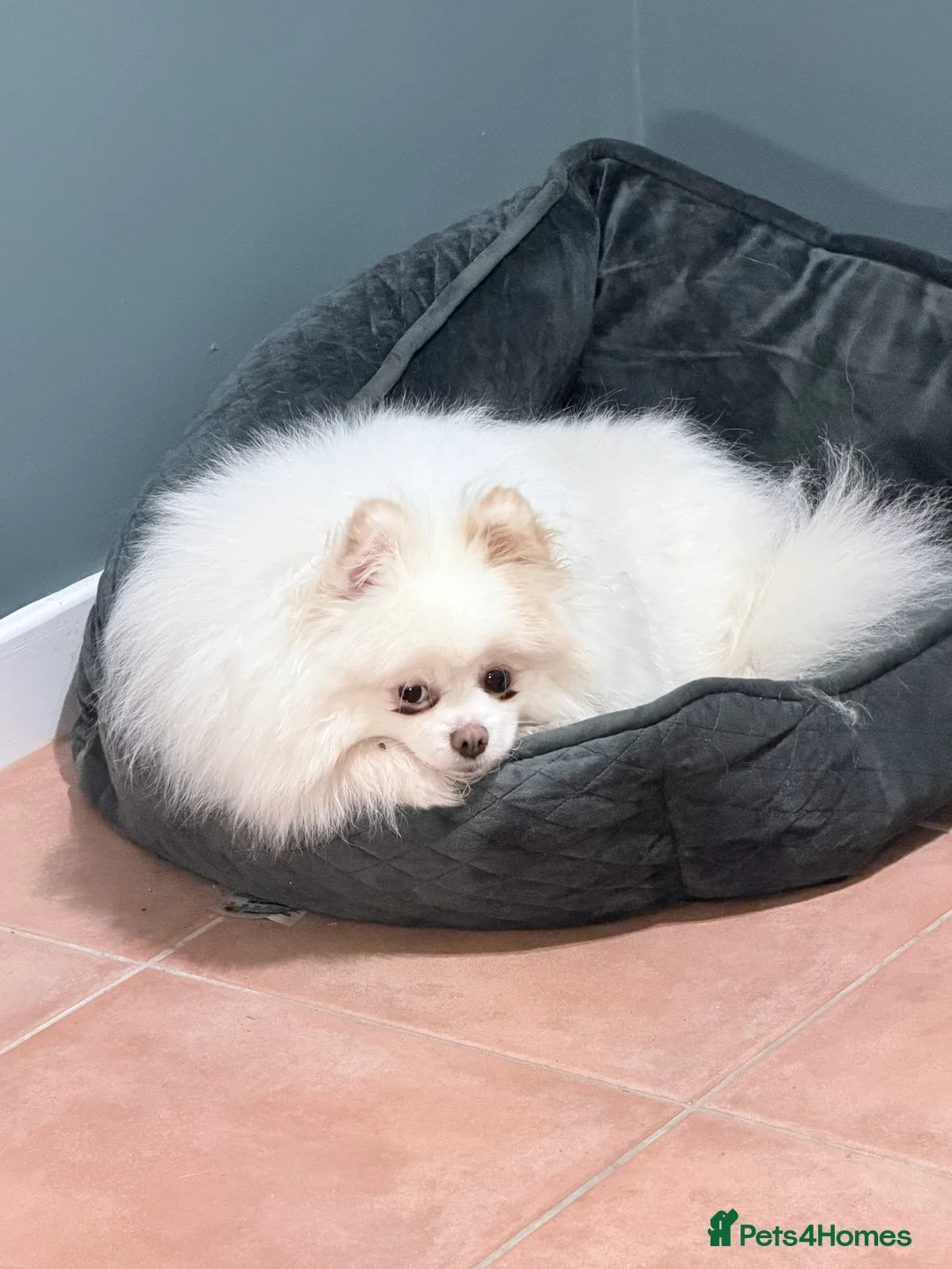 Pomeranian dogs for sale: Pomeranian puppies double coat Kc registered  - Advert 1