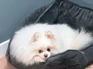 Pomeranian dogs Pomeranian puppies double coat Kc registered - Advert 17