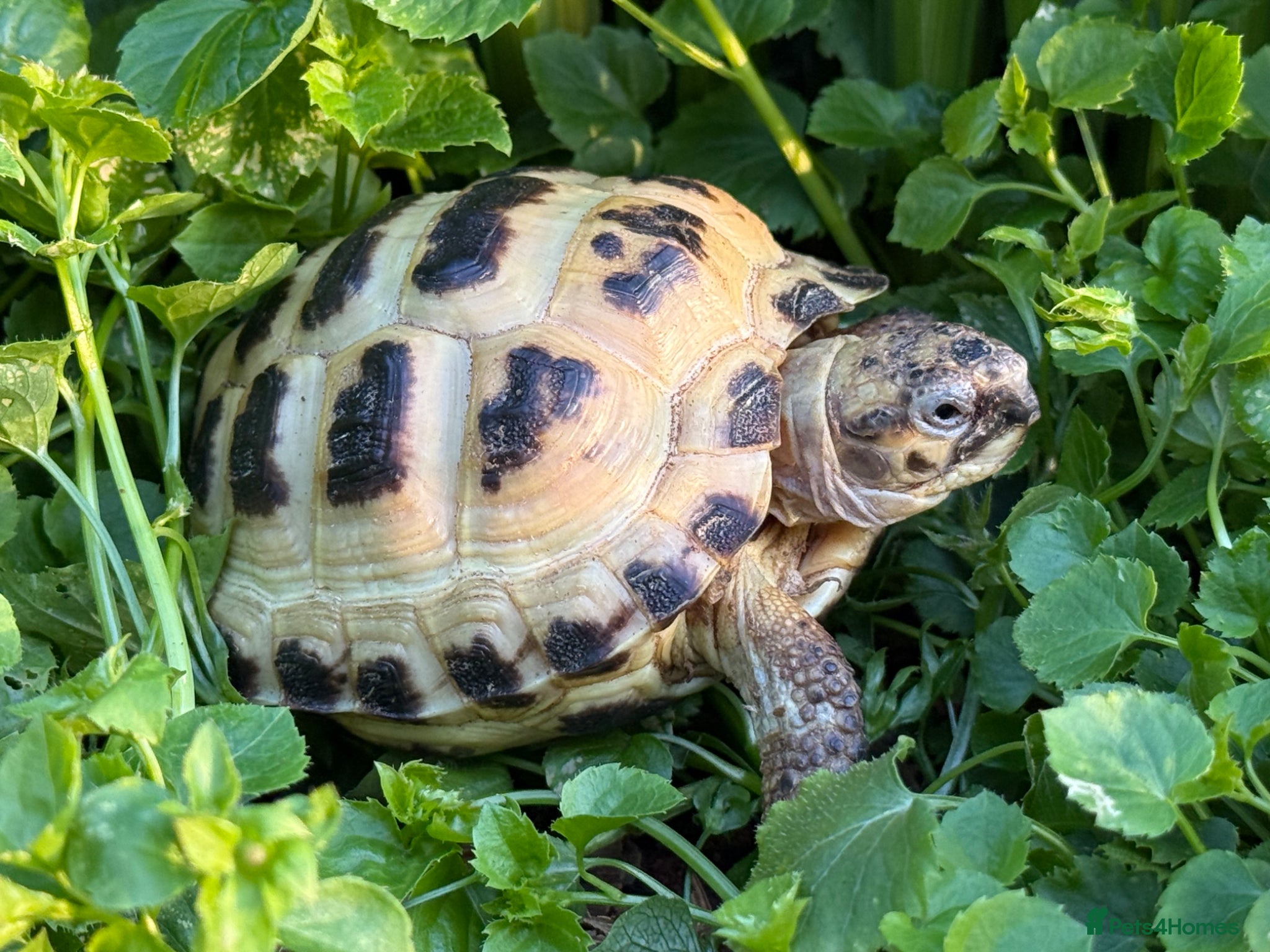 Tortoise reptiles Baby horsfield tortoises. Setups also available  - Advert 2