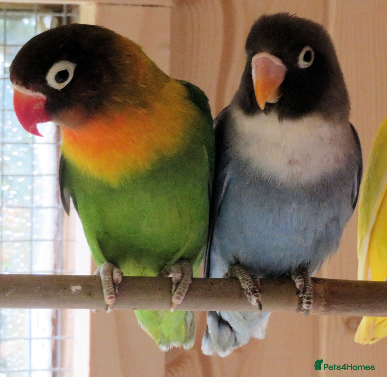 Lovebirds birds A pair of Masked Lovebirds - Advert 3