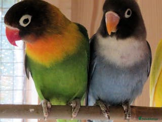 Lovebirds birds A pair of Masked Lovebirds - Advert 6
