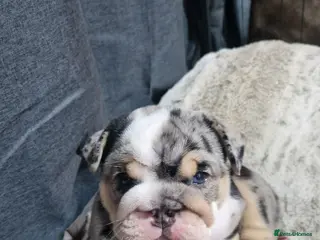 English Bulldog dogs Stunning black merle girl - Advert 1