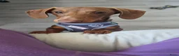 Miniature Dachshund dogs for sale: KC Registered Miniature Dachshund boy - Advert 6
