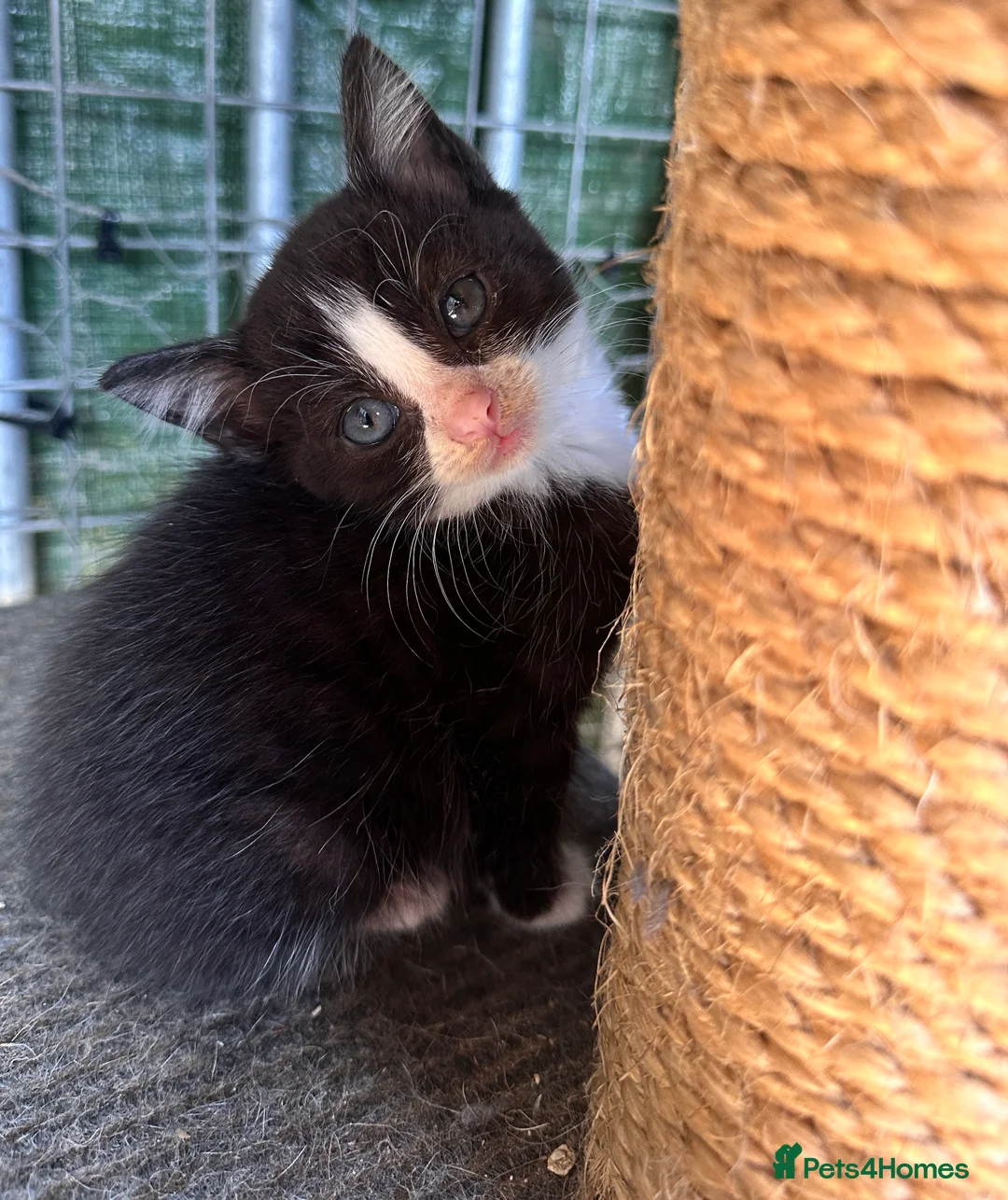 Mixed Breed cats for sale: Mixed bunch  - Advert 2