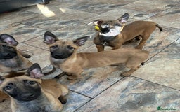 Belgian Shepherd Dog dogs for sale: Belgian malinois  - Image 10