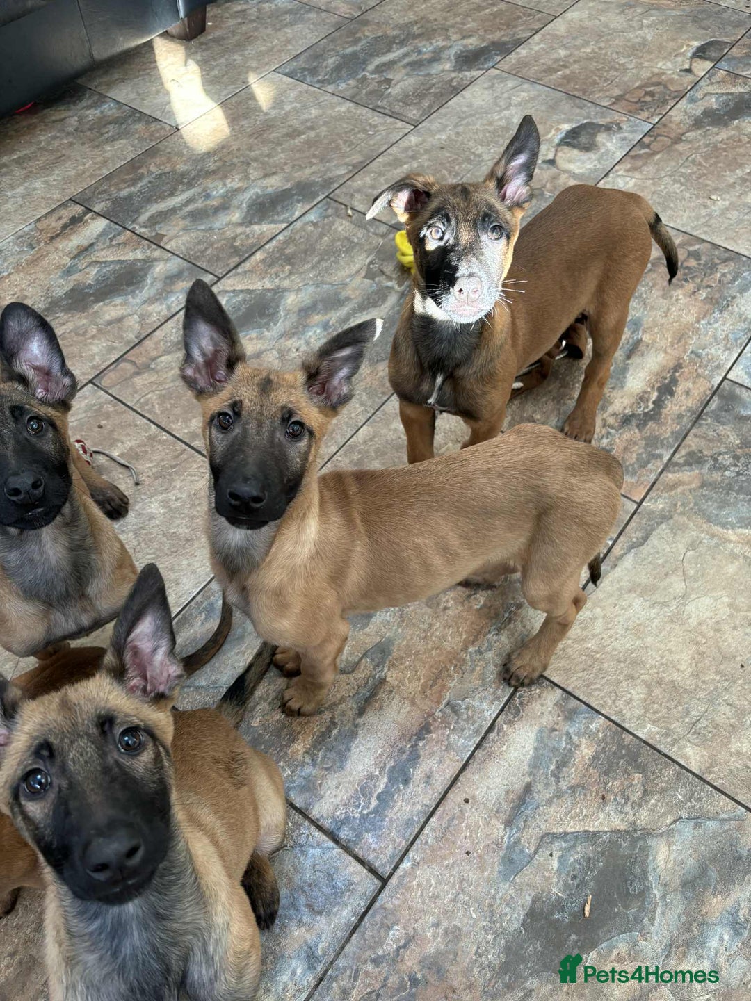 Belgian Shepherd Dog dogs for sale: Belgian malinois  - Image 10