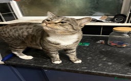 Mixed Breed cats for sale: Tango - Image 3