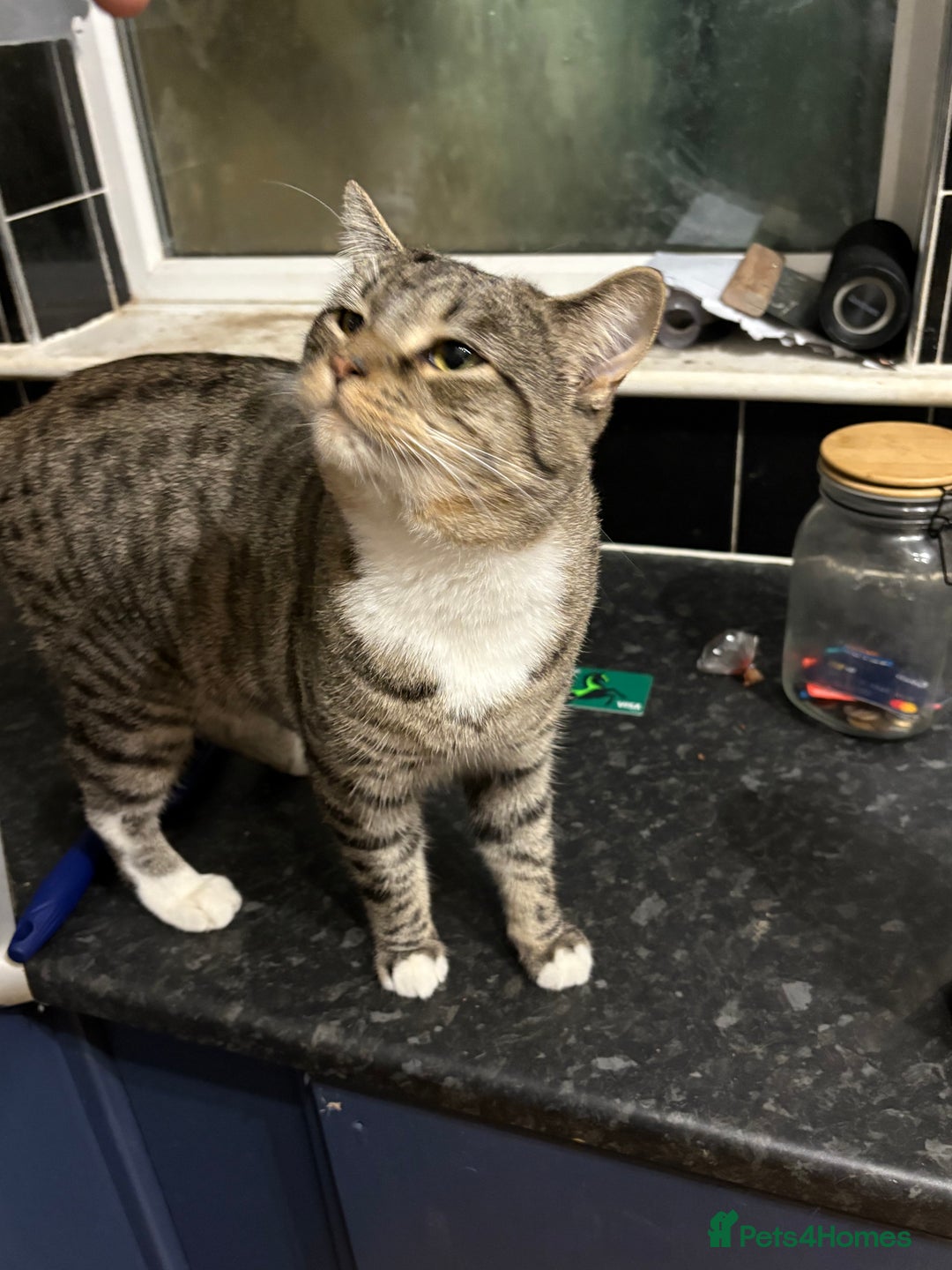 Mixed Breed cats for sale: Tango - Image 3