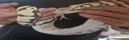 Python Snake reptiles for sale: Young Royal Pythons in Sheffield - Advert 11