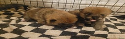 Japanese Shiba Inu dogs for sale: for sale  - Advert 4