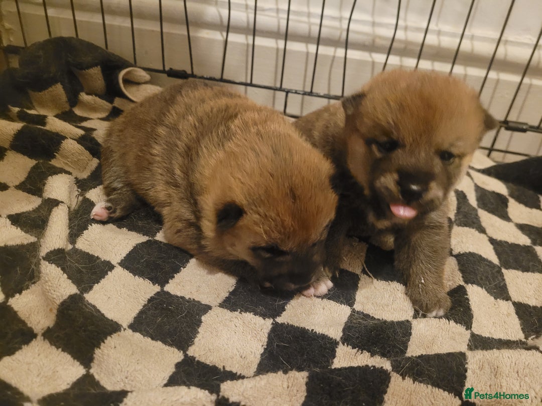 Japanese Shiba Inu dogs for sale: for sale  - Advert 4