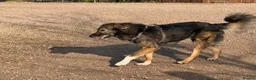 Mixed Breed dogs for adoption: Meet Barak, currently residing in Cheshire  in Nantwich - Advert 12