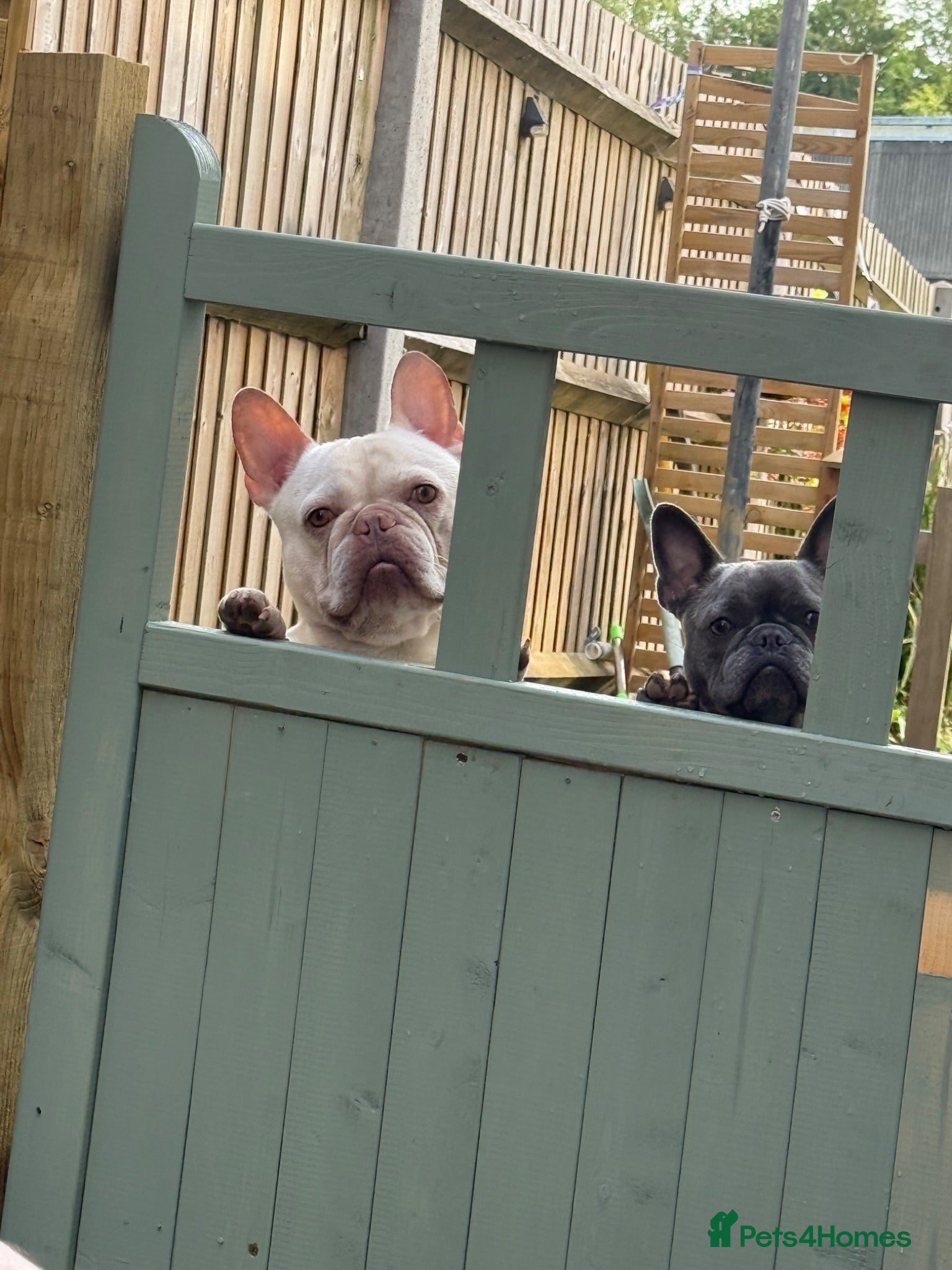 French Bulldog dogs Beautiful boy - Advert 1