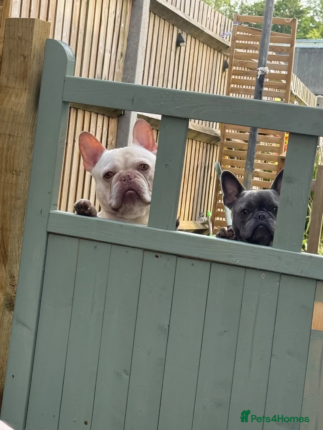 French Bulldog dogs for sale: Beautiful boy - Advert 1