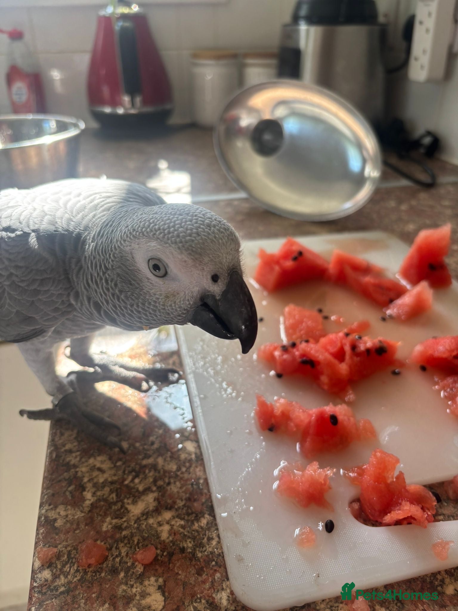 Parrots birds for sale: Hand reared 10 month old female African grey - Advert 9