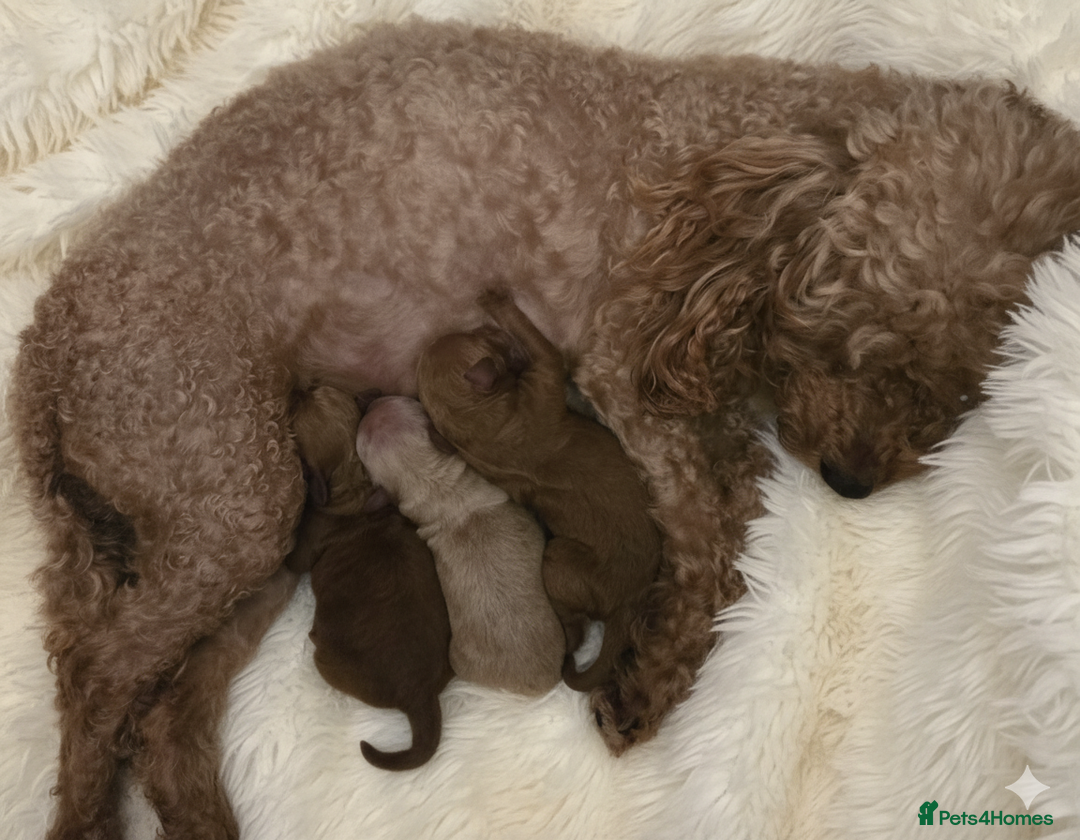 Poochon dogs for sale: Gorgeous Poochon puppies - Advert 1