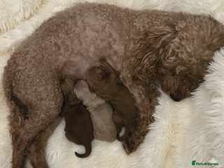 Poochon dogs Gorgeous Poochon puppies - Advert 1