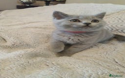 British Shorthair cats for sale: British shorthairs kittens with GCCF pedigree in Taunton - Image 11