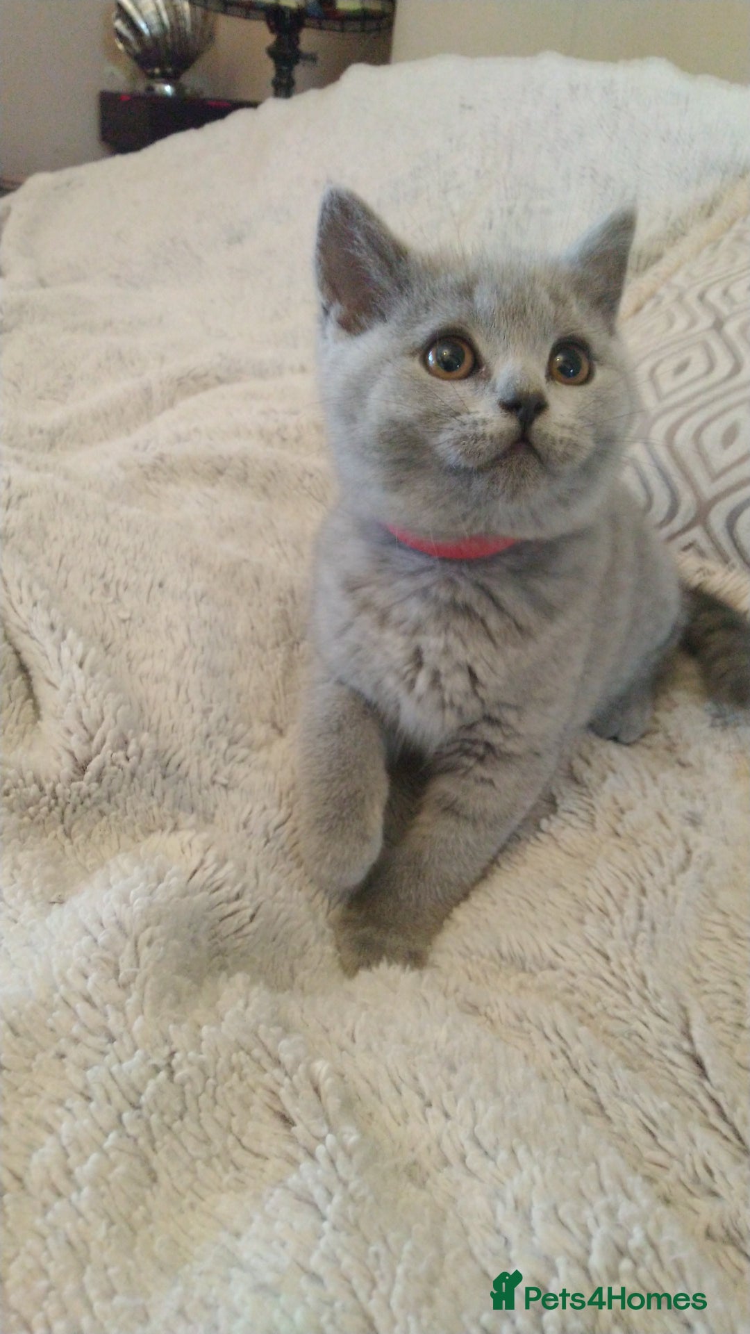 British Shorthair cats for sale: British shorthairs kittens with GCCF pedigree in Taunton - Image 11