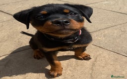 Rottweiler dogs for sale: Gorgeous Boy KC Rottweiler puppy - Image 2