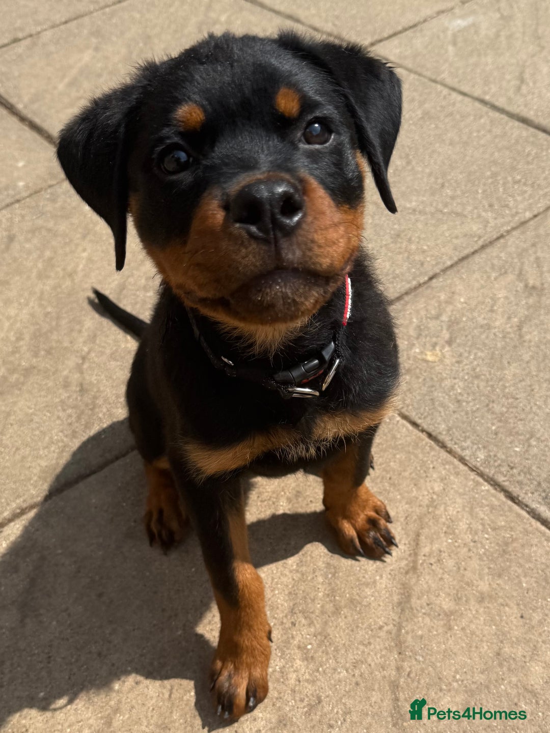 Rottweiler dogs for sale: Gorgeous Boy KC Rottweiler puppy - Image 2