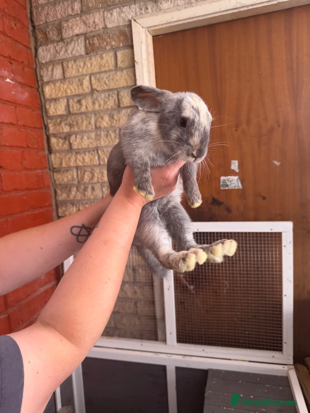 Dwarf Lop rabbits for sale: Mini lops for sale  in Manchester - Advert 2