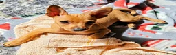 Miniature Pinscher dogs for sale: Lovely red boy ready for loving home in Edinburgh - Advert 9