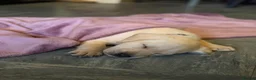 Labrador Retriever dogs for sale: Beautiful yellow Labrador Puppy - Oscar 💙 - Advert 3