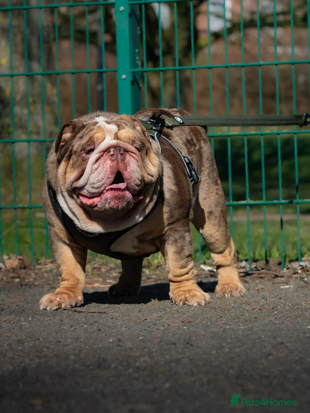 English Bulldog dogs for stud: * Choc n tan Merle STUD - PROVEN! (MR MAGOO) in Stevenage - Advert 5