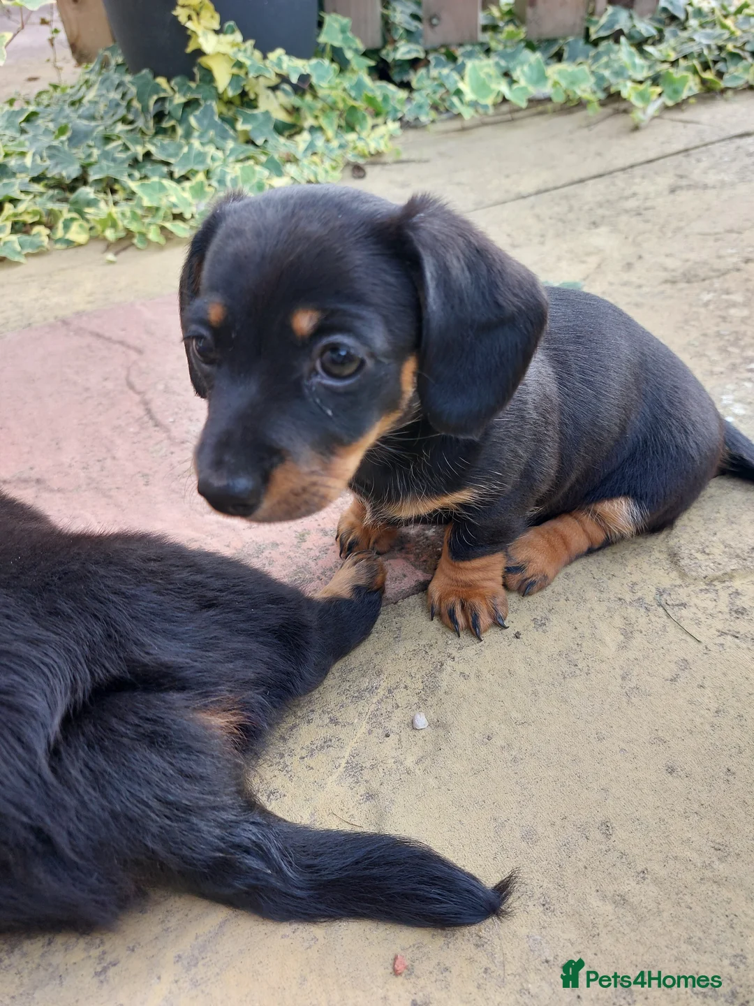 Miniature Dachshund dogs for sale: Miniature dachshund  - Advert 2