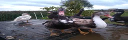 Ducks poultry for sale: 5 x muscovy females this years hatch - Advert 5