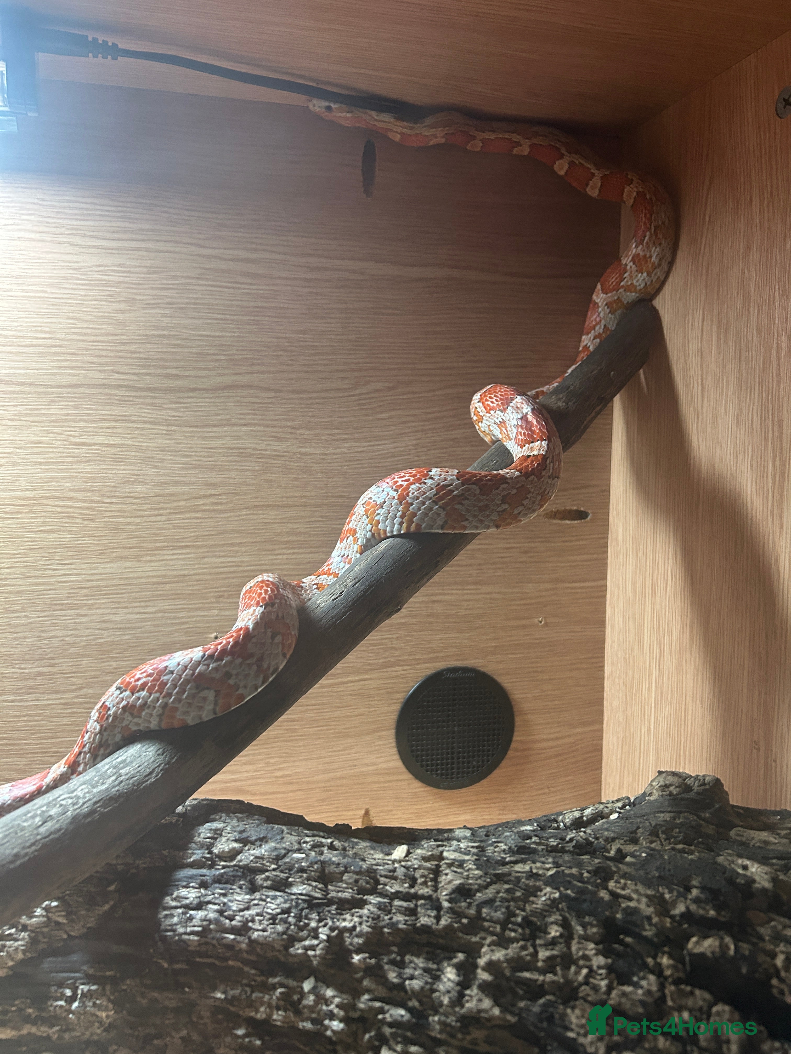 Corn Snake reptiles CornSnake + Tank - Advert 2