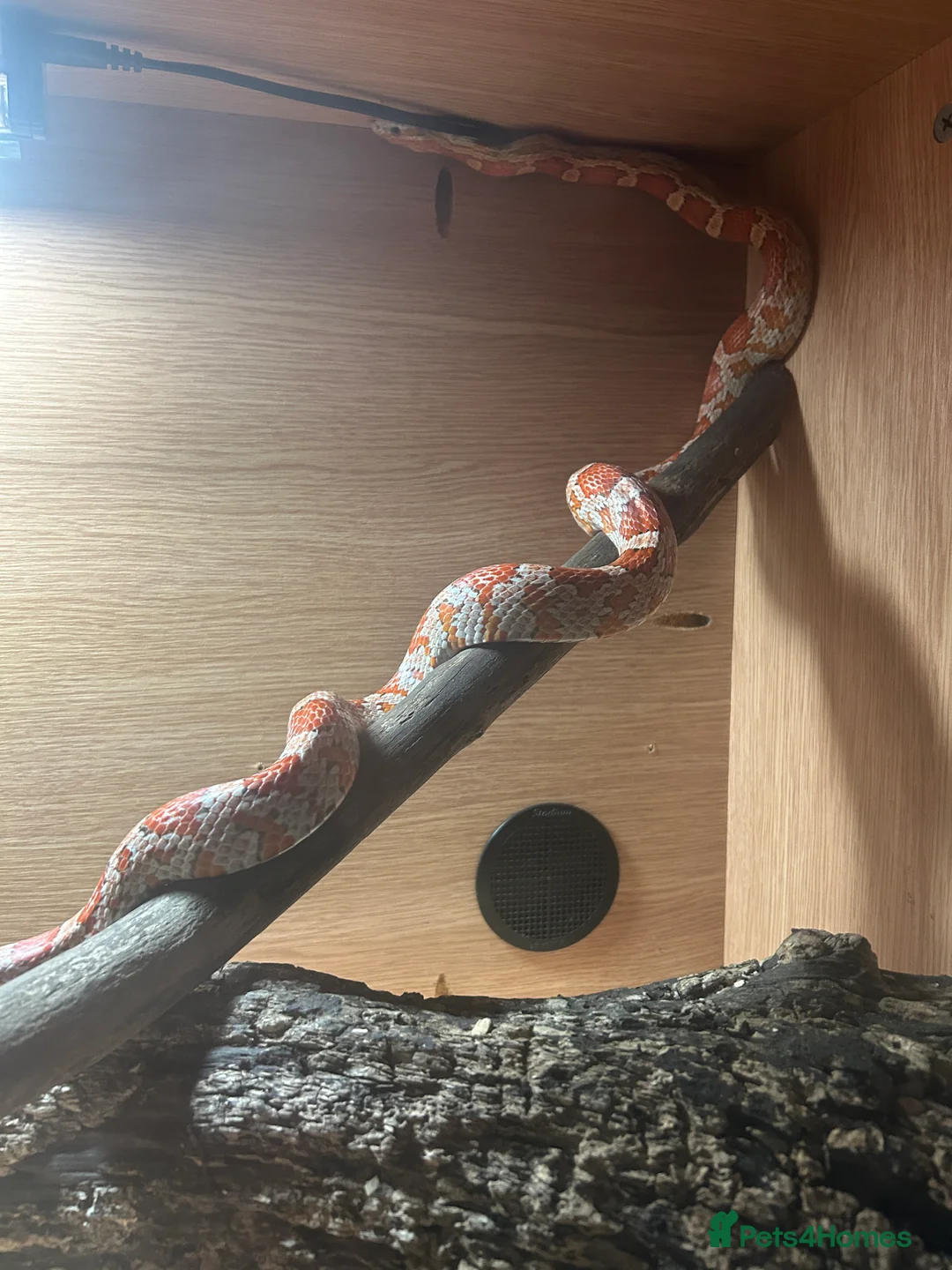 Corn Snake reptiles for sale: CornSnake + Tank - Advert 1
