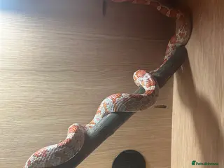 Corn Snake reptiles CornSnake + Tank - Advert 2