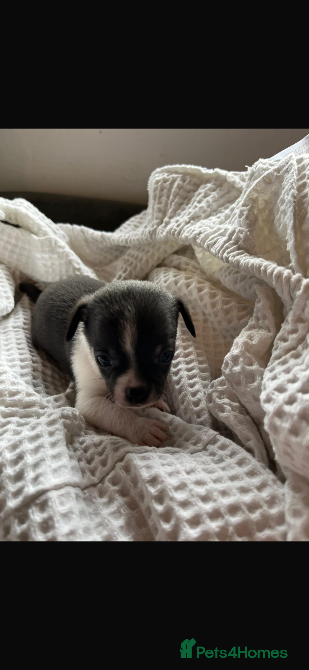 Chihuahua dogs for sale: 💛 Beautiful Chihuahua Pups – Ready 2nd Jan 26 💛 - Advert 18