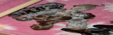 Chocolate & Tan Female