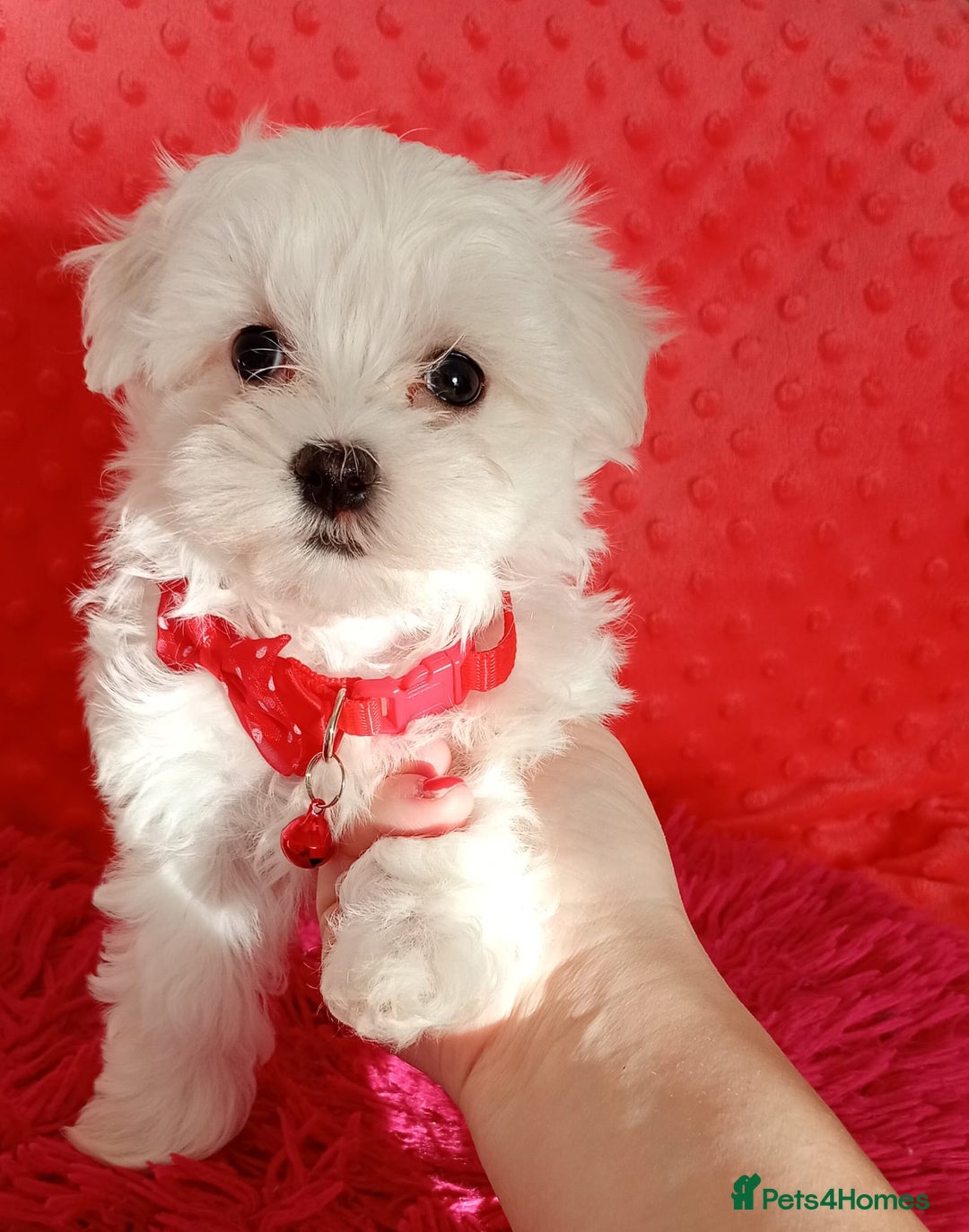 Maltese dogs for sale: Last one Tiny Maltese Boy. Ready now.New pictures - Advert 19