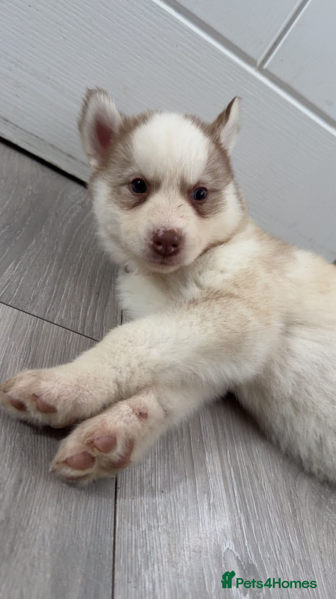 Siberian Husky dogs for sale: Beautiful Siberian Huskies  - Advert 4