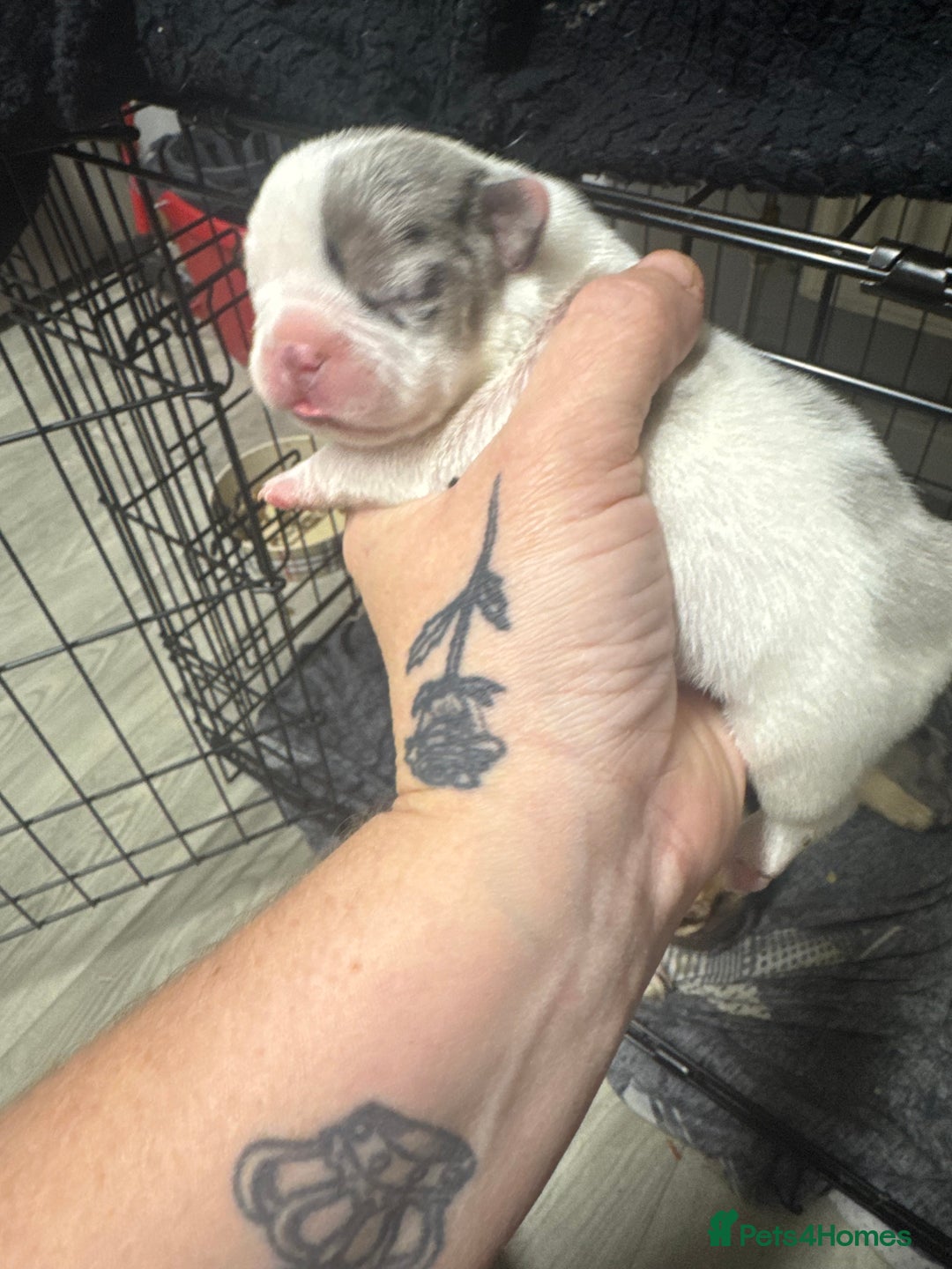 French Bulldog dogs for sale: Beautiful frenchies for sale  - Image 6