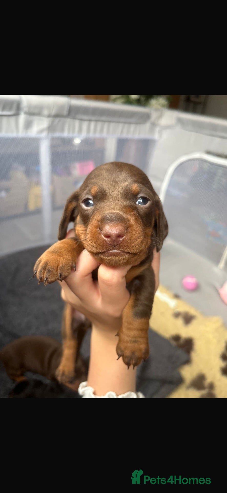 Miniature Dachshund dogs Beautiful Dachshunds 🐶 - Advert 8