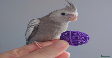 Cockatiels birds - Advert 12