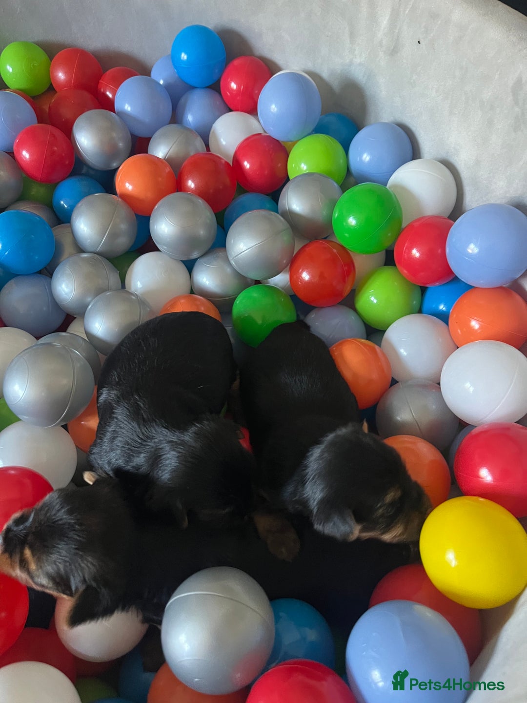 Yorkshire Terrier dogs for sale: Mini Yorkshire Terrier, blue skin tan - Image 17